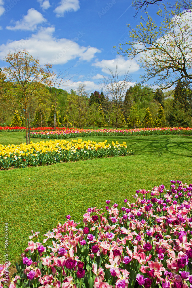 Tulips in the park