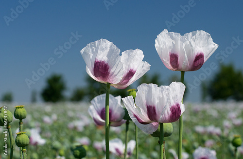 White opium poppy field