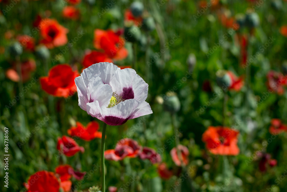 Fototapeta premium White opium poppy