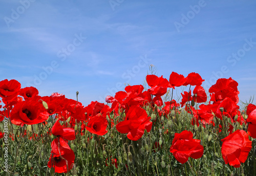 Fototapeta Naklejka Na Ścianę i Meble -  Blühendes Mohnfeld mit blauem Himmel - Blumenwiese