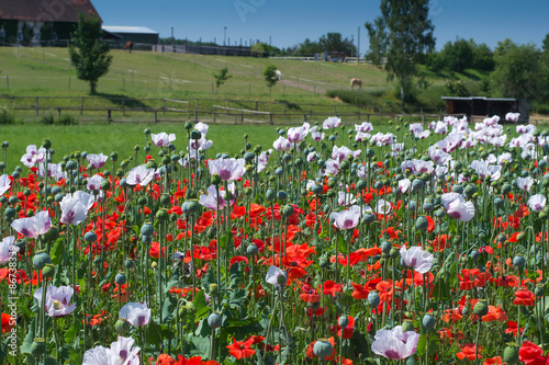 Opium poppy field in Czech Republic