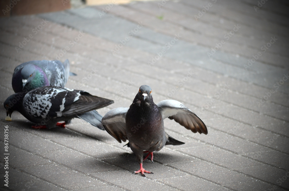 Fototapeta premium pigeons 