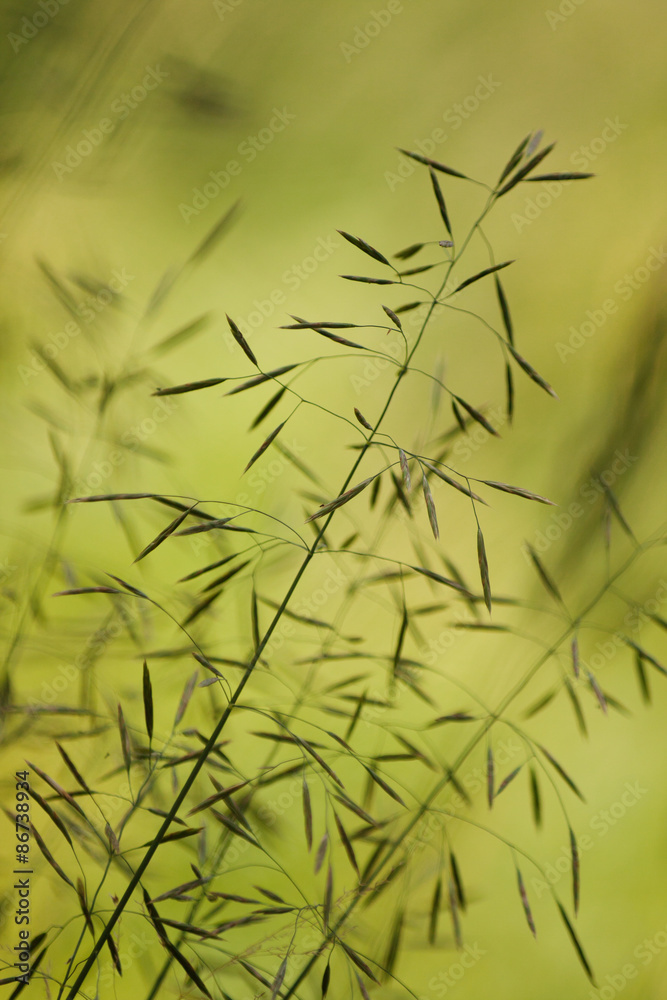 Obraz premium Wild Oat.