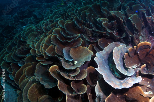 corals in raja ampat in indonesia