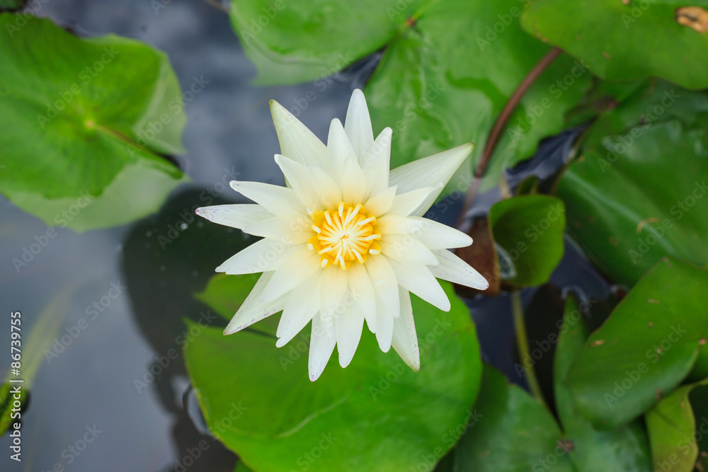 Yellow lotus flower on top view Yellow lotus flower on top view