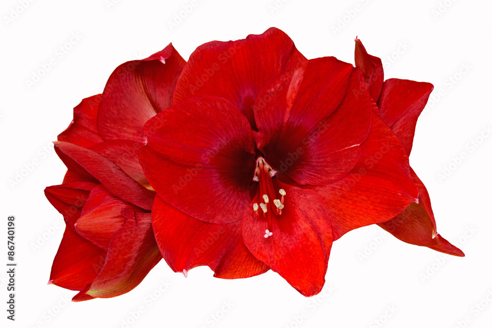 Amaryllis Amaryllis