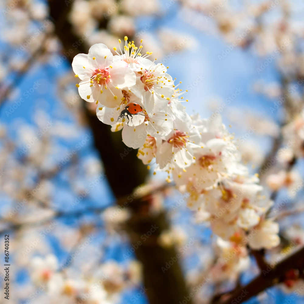 blossoming tree against the sky blossoming tree against the sky