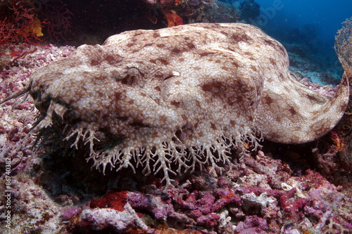 wobbegong shark in raja ampat indonesia photo