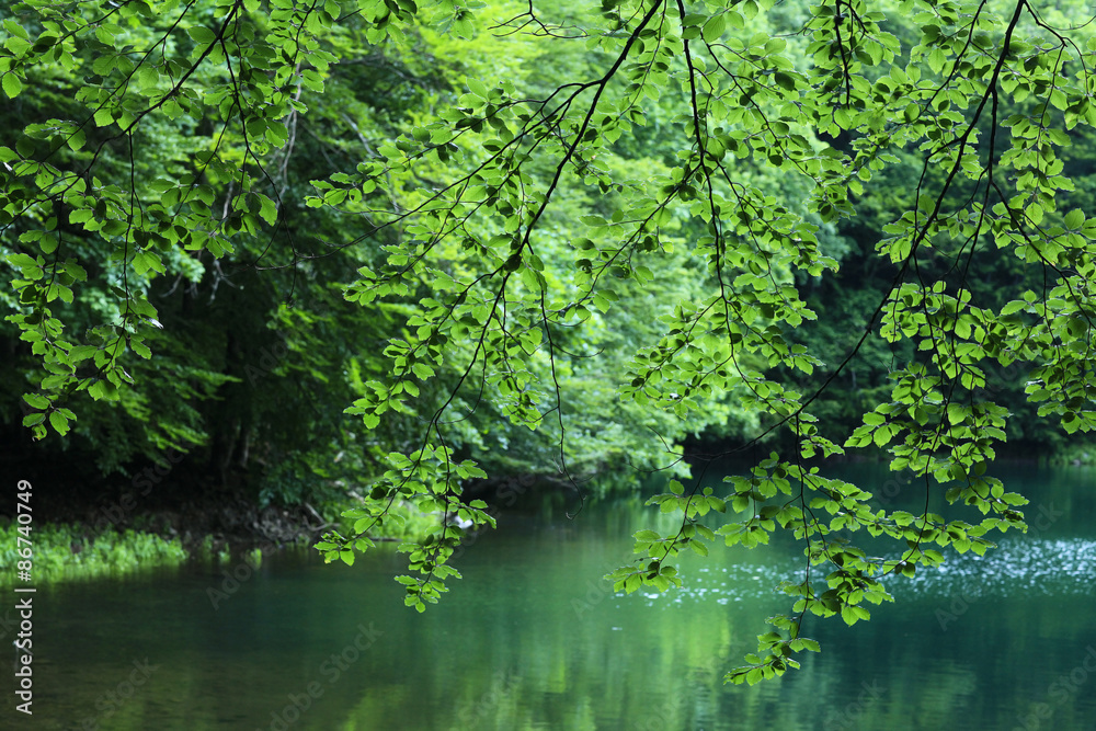 forest landscape in summer europe pine