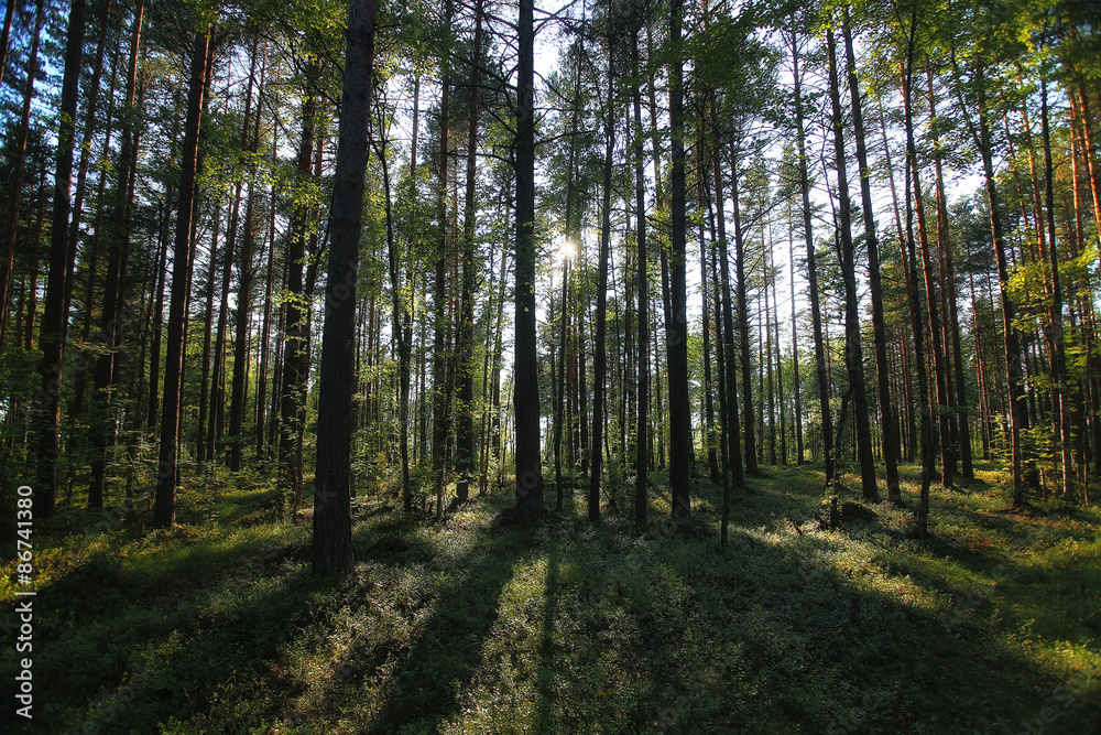 forest landscape in summer europe pine