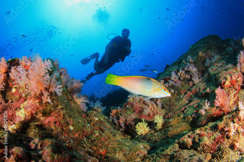 Fototapeta Naklejka Na Ścianę i Meble -  Scuba diving on coral reef underwater