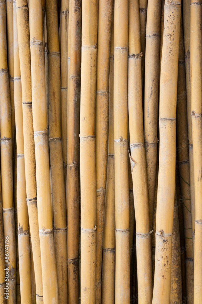 bamboo bamboo