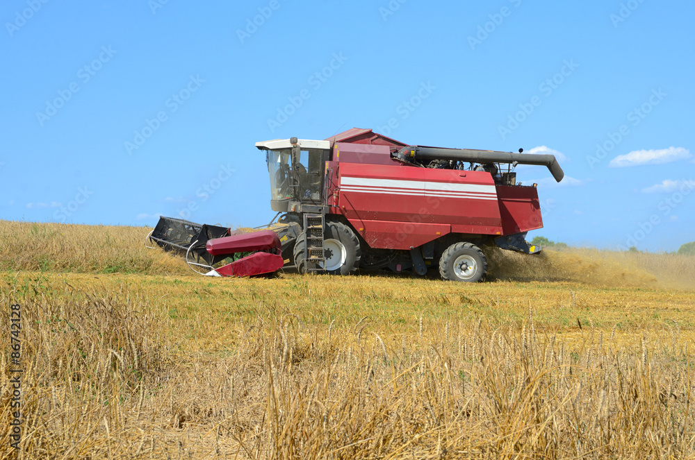 Fototapeta premium Harvesting in a field