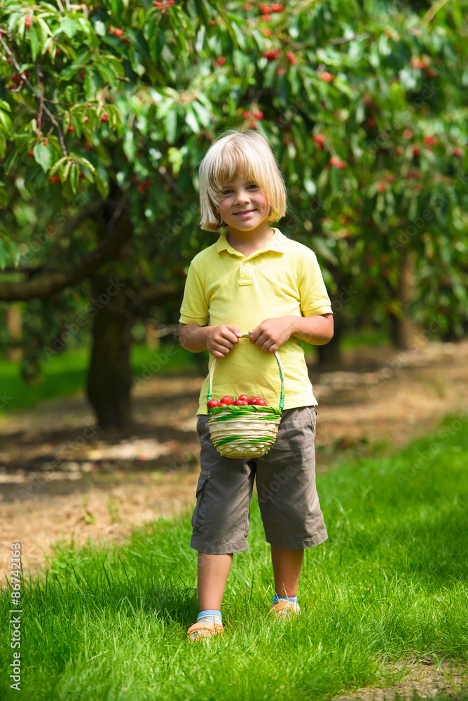 Smiling little boy with cherry basket walking in cherry garden Smiling little boy with cherry basket walking in cherry garden