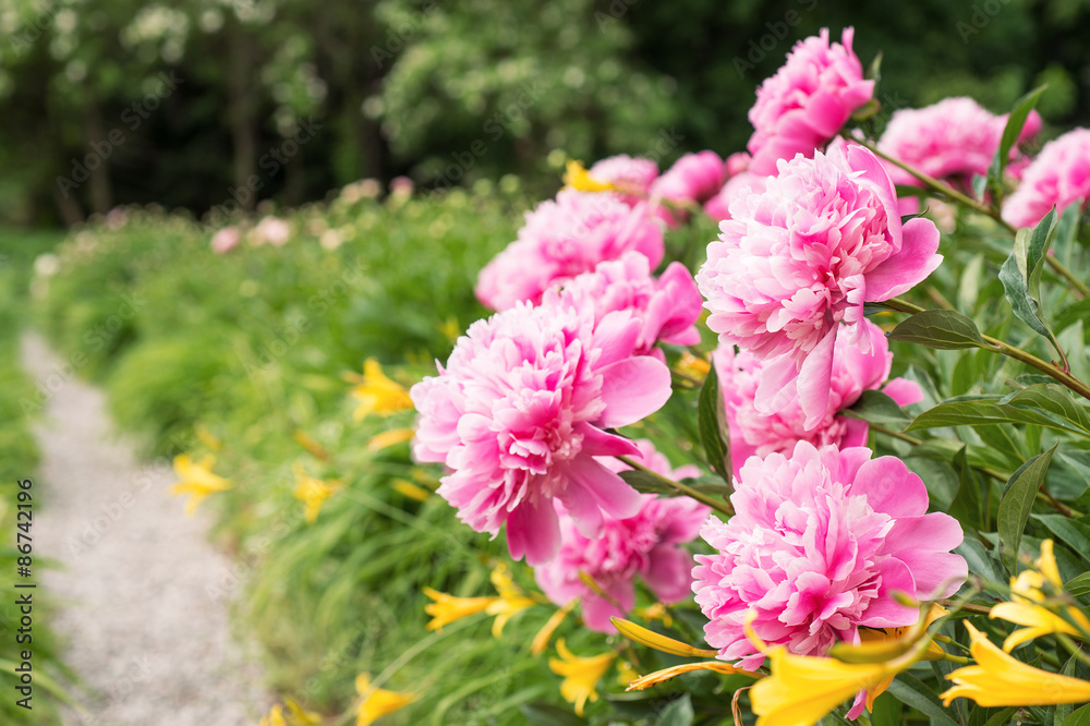 Flowers pink peonies in the garden