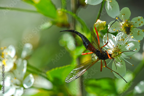 macro shooting: insect drinking nectar from the flower of the ch © Deno