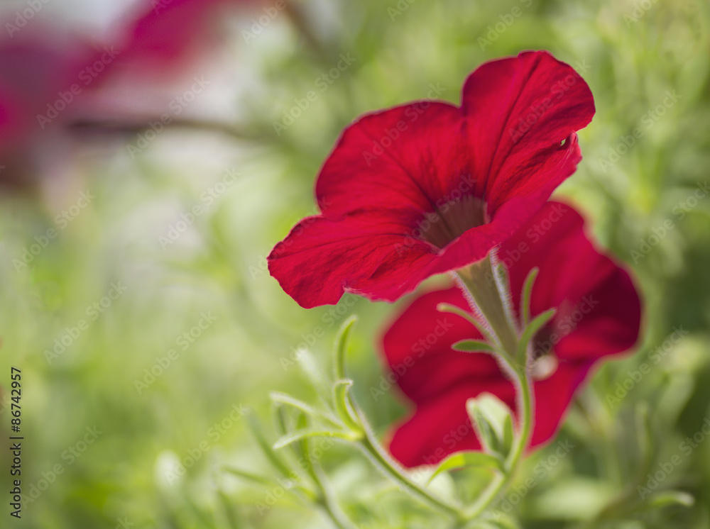 Obraz premium Red Petunia