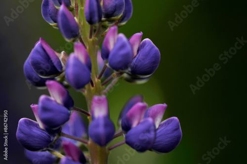 Lupin flowers (genus Lupinus) © Deno