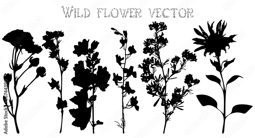 Fototapeta premium Silhouettes of wild flowers and leaves vector