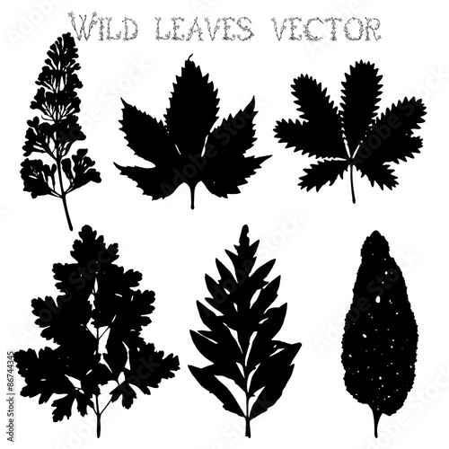 Silhouettes of wild flowers and leaves vector
