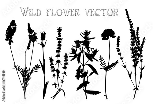 Silhouettes of wild flowers and leaves vector
