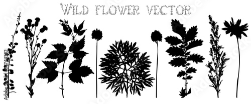 Silhouettes of wild flowers and leaves vector
