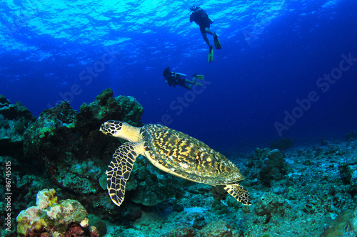 Fototapeta Naklejka Na Ścianę i Meble -  Scuba divers and Hawksbill Sea Turtle