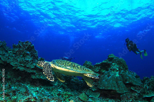 Scuba divers and Hawksbill Sea Turtle © Richard Carey