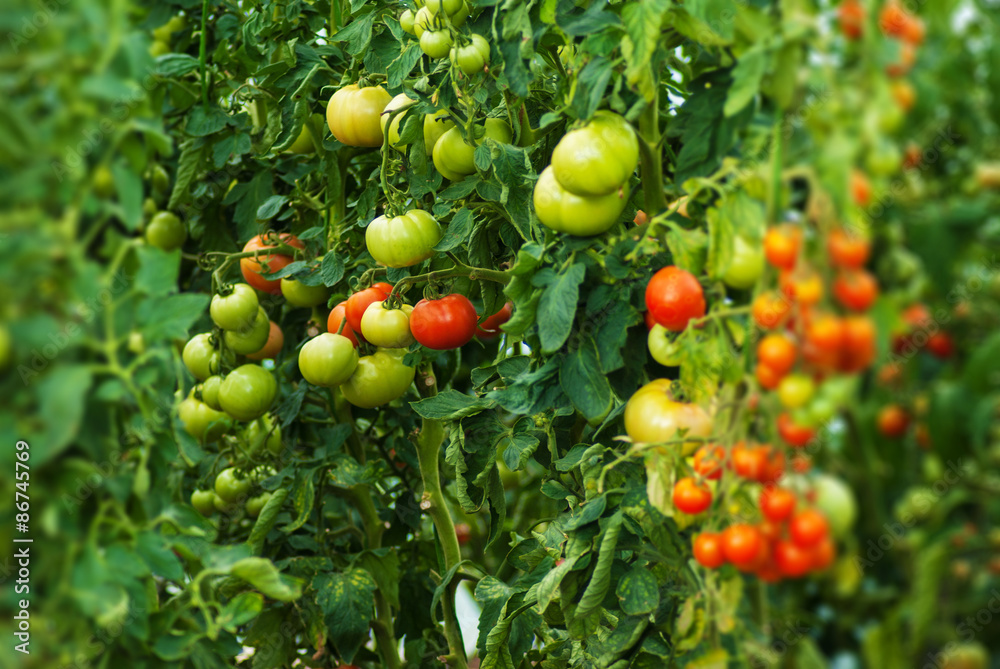 beautiful natural grown plants of tomato