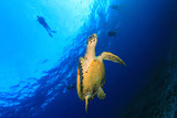 Scuba divers and Hawksbill Sea Turtle
