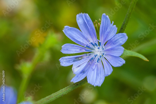 Foto Close up blue chicory flower