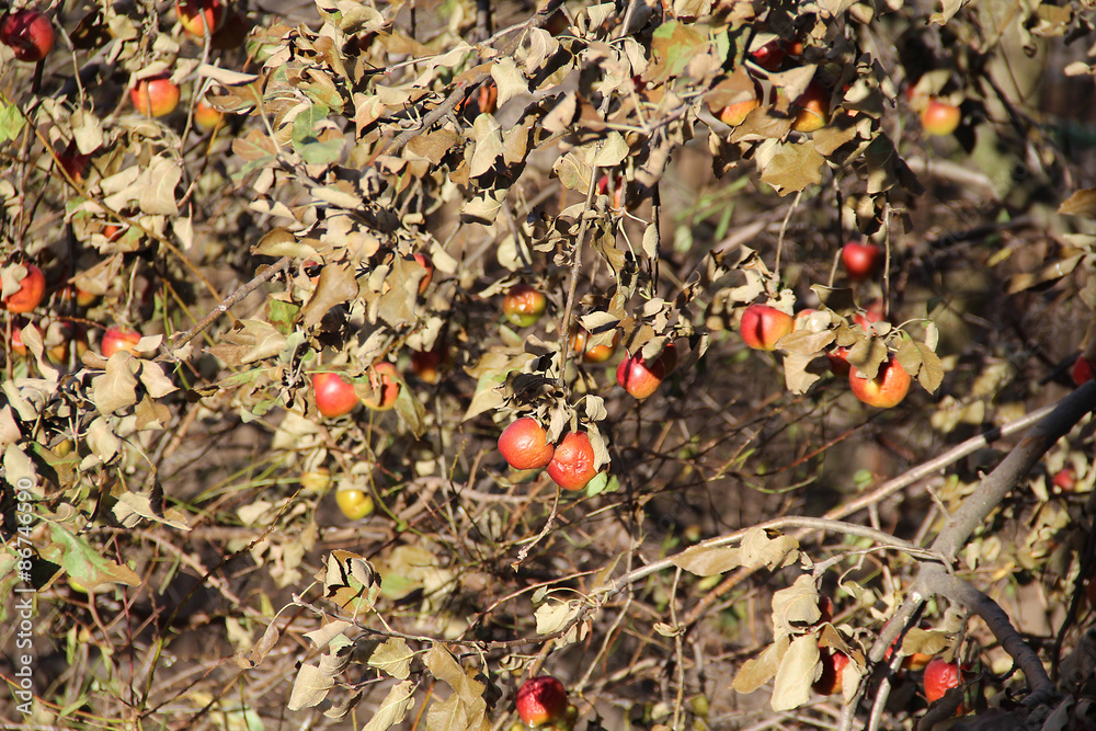 Apple trees in late autumn