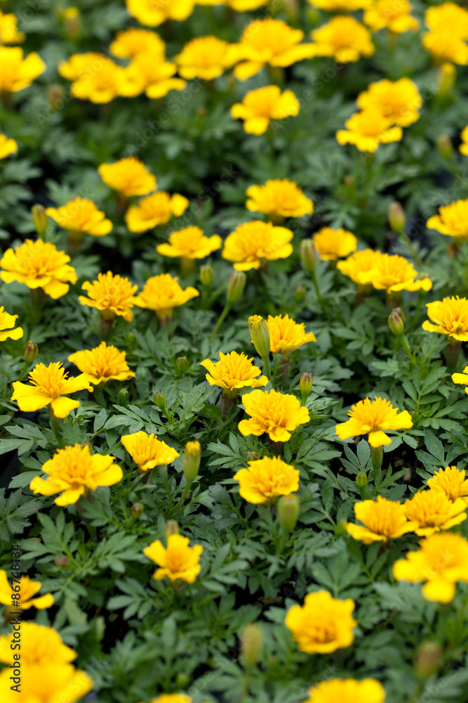 Marigold Flowers Closeup