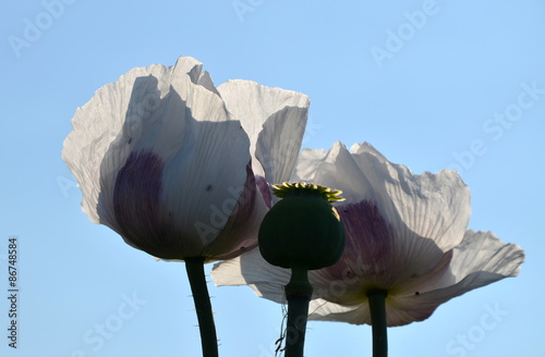 white flower and capsule of poppy in the opposite of sky photo