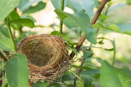 empty bird nest photo