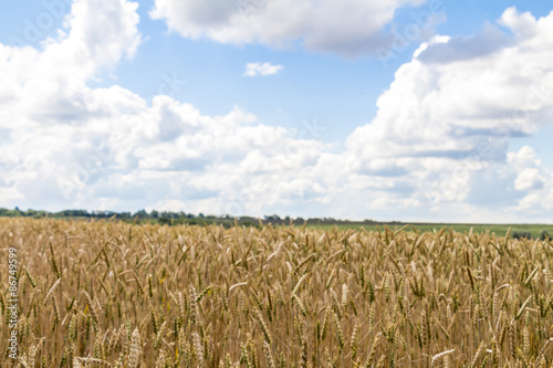 Wheat corn harvest in Ukraine