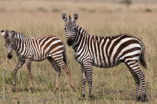 Zebra in the Savanna of Kenya