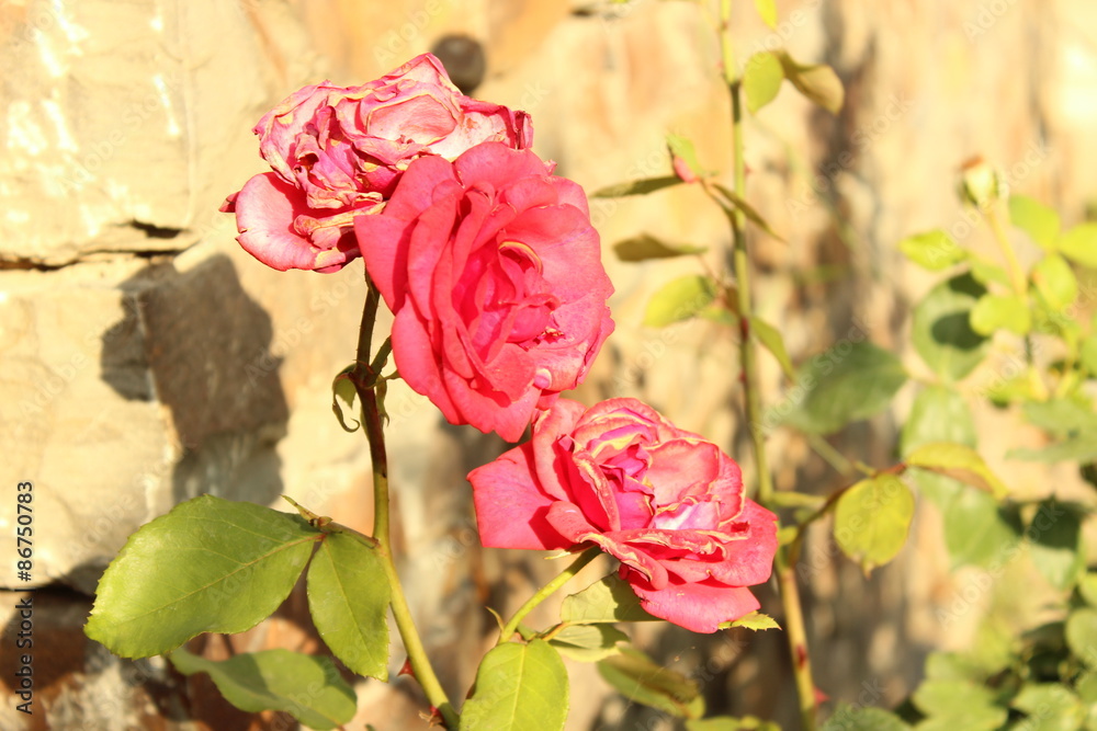 Obraz premium Rote Rose