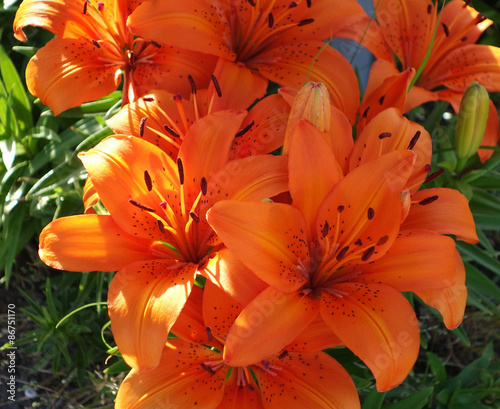 orange tiger lilies