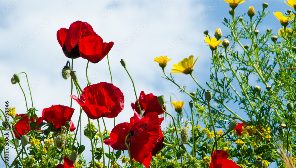 Obraz premium Red Poppies (Papaveroideae)
