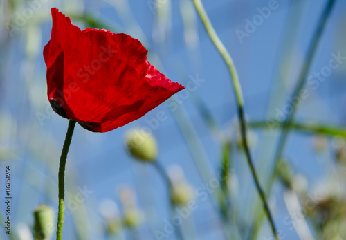 Red Poppy (Papaveroideae)