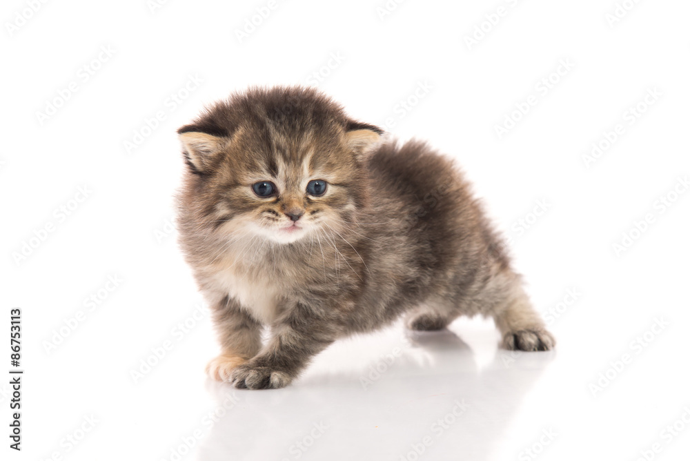 Close up of cute tabby kitten