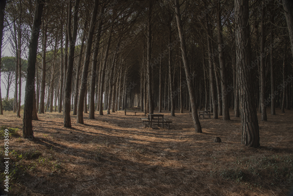 Forest of pines. Rights, silent, like many soldiers framed, still before the waves of the Mediterranean with the foliage shaken by the winds and the Mistral, crossed by the Libeccio (wind).
