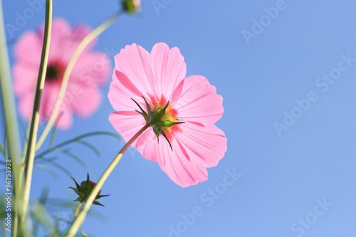 cosmos flowers against the sky with color filter.