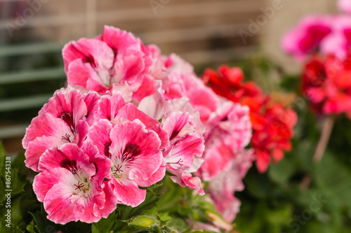 Fototapeta Naklejka Na Ścianę i Meble -  multicolored geraniums in bloom 