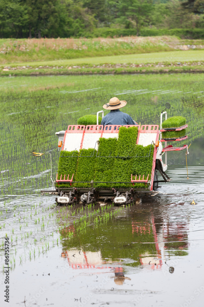 Fototapeta premium 田植え