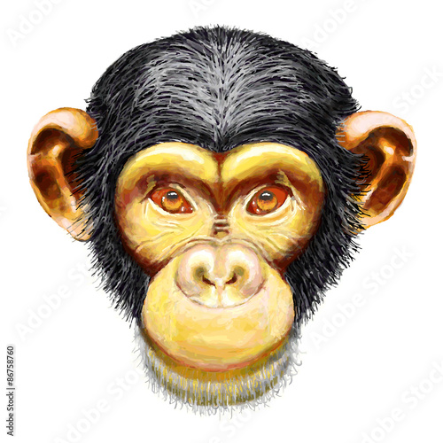 Monkey chimpanzee head, ape, simia troglodytes, front face