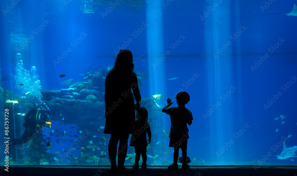 Fototapeta premium A shadow over an amazing aquarium