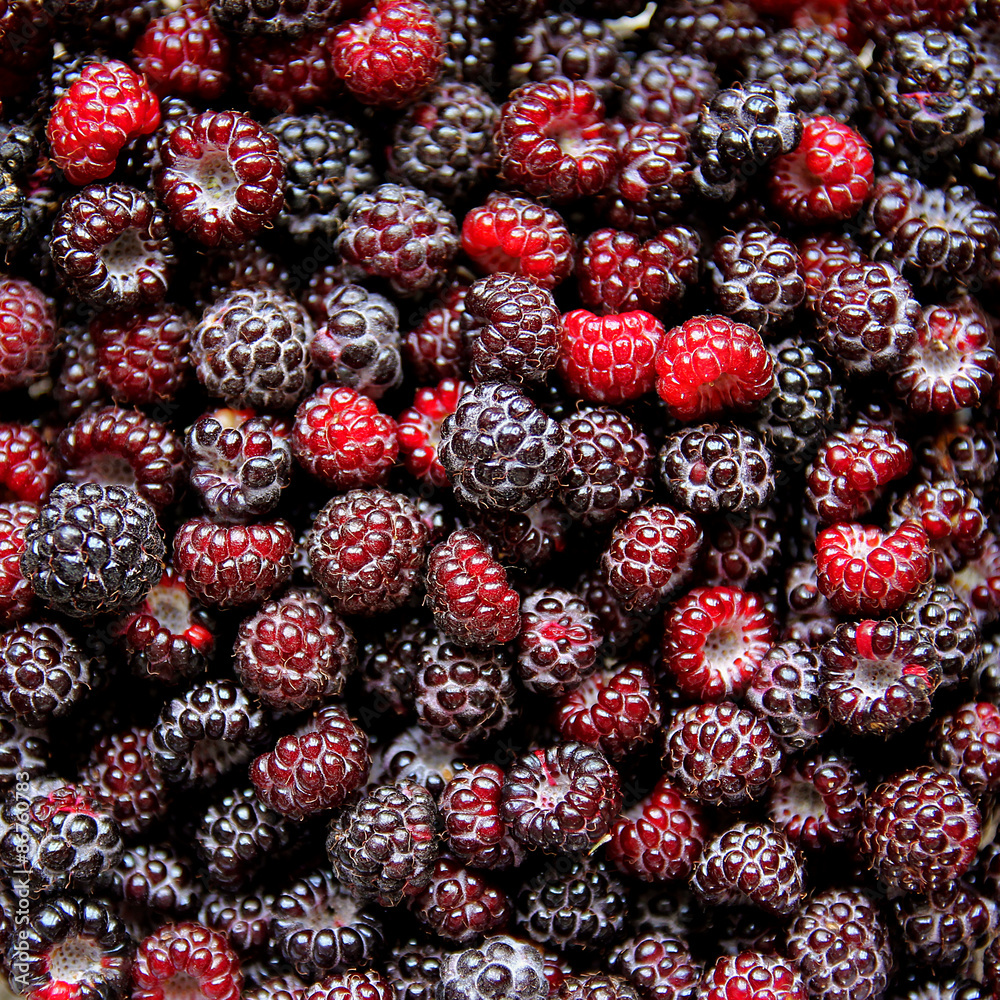 Large Collection on Fresh Black Cap Raspberries Large Collection on Fresh Black Cap Raspberries