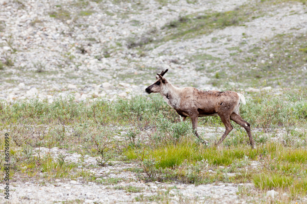 Caribou Rangifer tarandus roaming northern tundra Caribou Rangifer tarandus roaming northern tundra